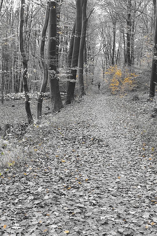 Laubbedeckter Waldweg mit einzelnen gelben Blättern.