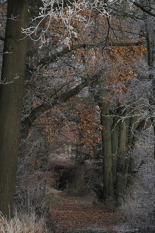 Schmaler Waldweg mit frostbedeckten Bäumen im Winter.