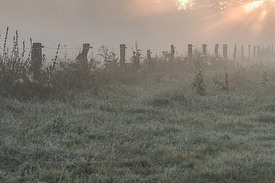 Nebelige Wiese mit Reif auf dem Gras, Holzpfähle mit Drahtzaun im Morgenlicht.